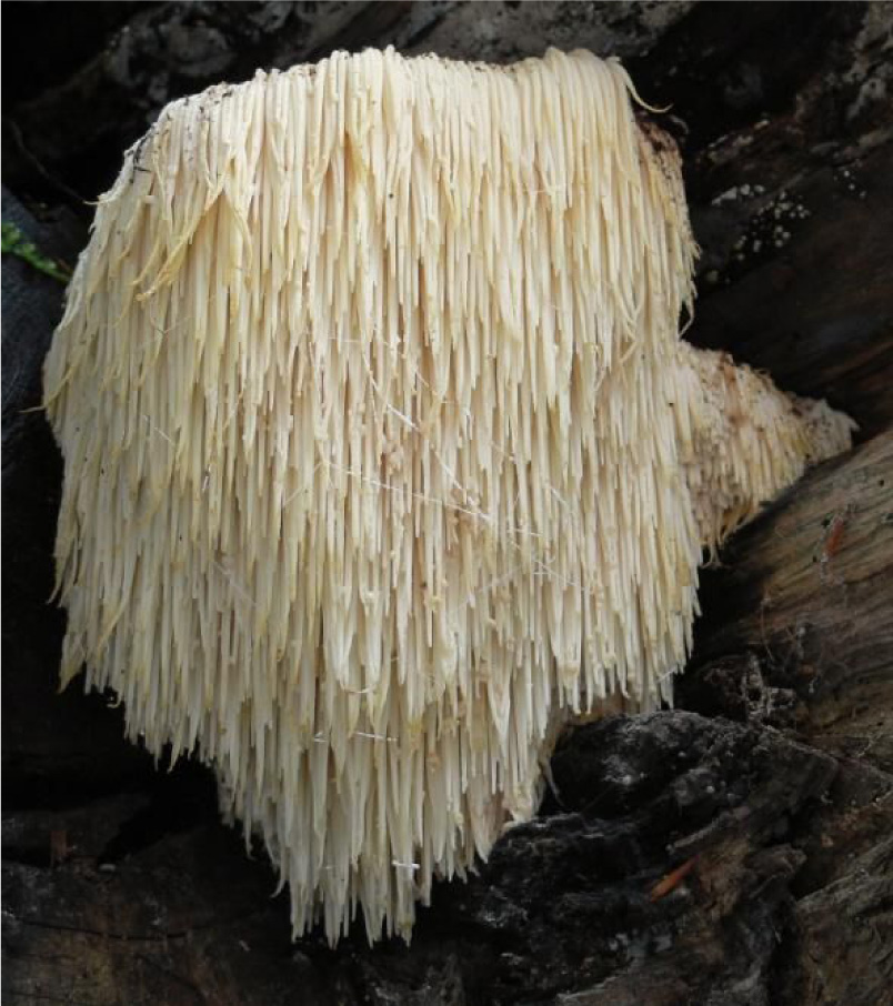 Lions Mane Mushroombearded Tooth Fungus 