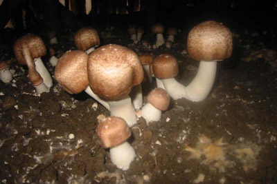 agaricus gomba)